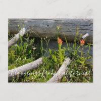 Blomningar från Kalifornien: Indian Paintbrush