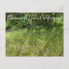 Blomningar från Kalifornien: Ithuriels spjut Vykort