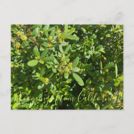 Blomningar från Kalifornien: Kalifornien-Kaffebär Vykort