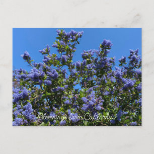 Blomningar från Kalifornien: Ray Hartman Ceanothus Vykort