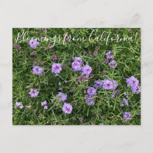 Blomningar från Kalifornien: Verbena lilacina Vykort