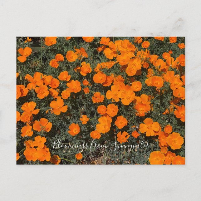 Blomningar från Sunnyvale: California Poppy-dagen Vykort (Framsida)