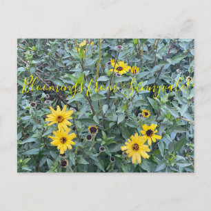 Blomningar från Sunnyvale: Encelia californica Vykort
