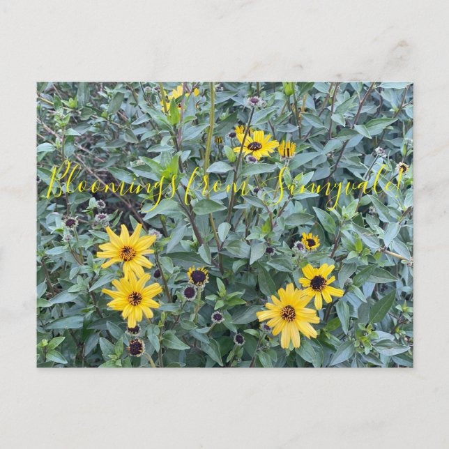 Blomningar från Sunnyvale: Encelia californica Vykort (Framsida)