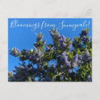 Blomningar från Sunnyvale: Ray Hartman Ceanothus