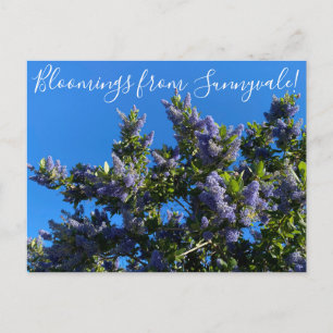 Blomningar från Sunnyvale: Ray Hartman Ceanothus Vykort