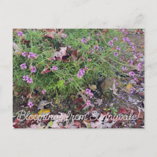 Blomningar från Sunnyvale: Verbena lilacina Vykort