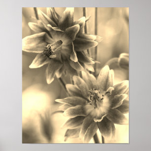 Blompar i Sepia-färgton Poster