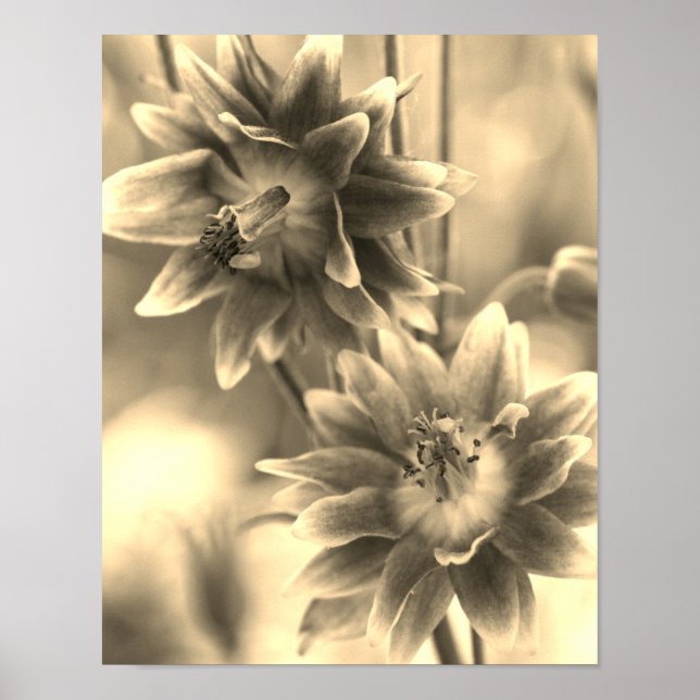 Blompar i Sepia-färgton Poster (Framsidan)