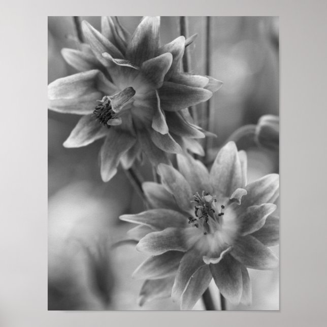 Blompar i svartvitt poster (Framsidan)