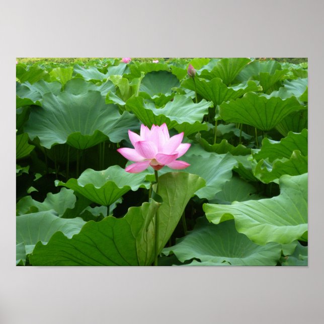 Blomsamling: Lotus Poster (Framsidan)