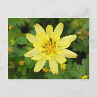 Blomserie 2007 vykort