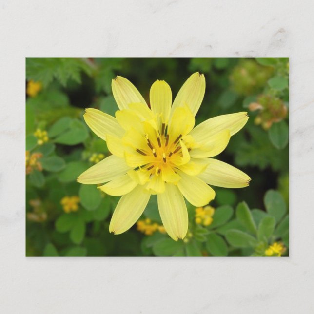 Blomserie 2007 vykort (Framsida)