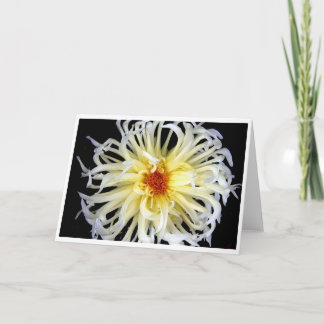 blomspindel kort