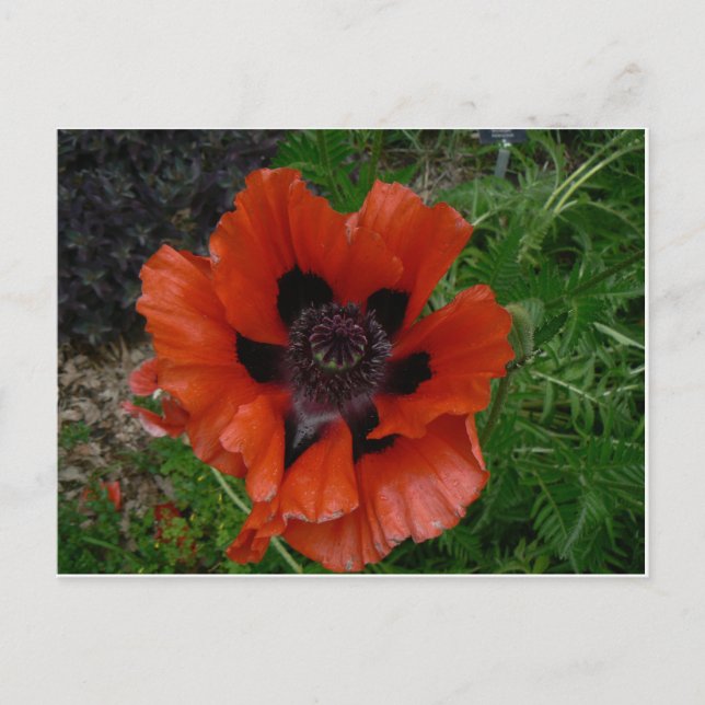 Blomster vykort (Framsida)