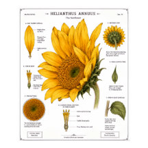 Blomsteranatomi Diagram Poster | Vintage Blomster