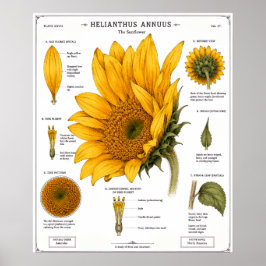 Blomsteranatomi Diagram Poster | Vintage Blomster