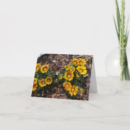 Blomsterblommor med levande gult Gazania på ett bl Kort