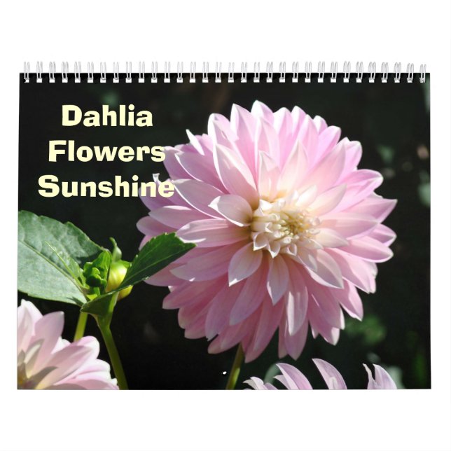 Blomsterfotografi Calendar DAHLIA Flowers Blommigt Kalender (Omslag)