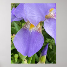 Blomsterfotografi för Lila av söt