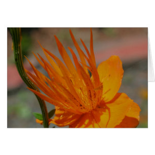 Blomsterfotografi för orange Gult OBS Kort