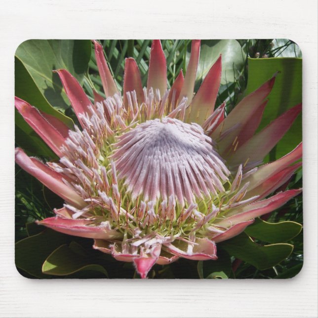 Blomsterfotografi Kung Protea Musmatta (Framsidan)