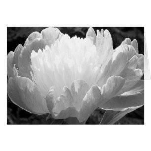 Blomsterfotografi Peony-kort Hälsningskort