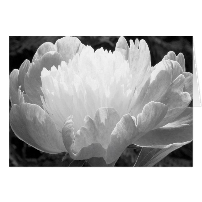 Blomsterfotografi Peony-kort Hälsningskort (Framsidan Horizontal)