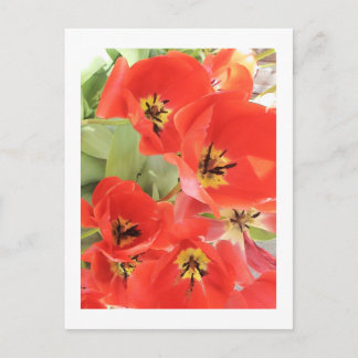 blomsterfotografi - "Red Flower 03" Vykort