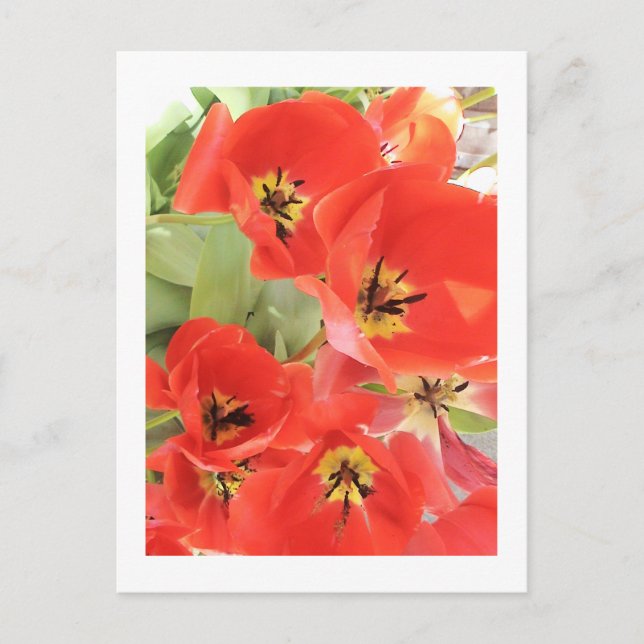 blomsterfotografi - "Red Flower 03" Vykort (Framsida)