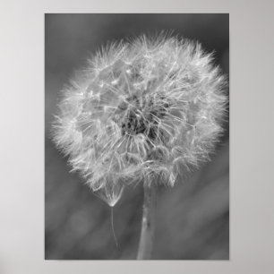 Blomsterfotografin Black and White Dandelion Poster