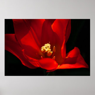 Blomsterfotografin för vacker Tulip Poster