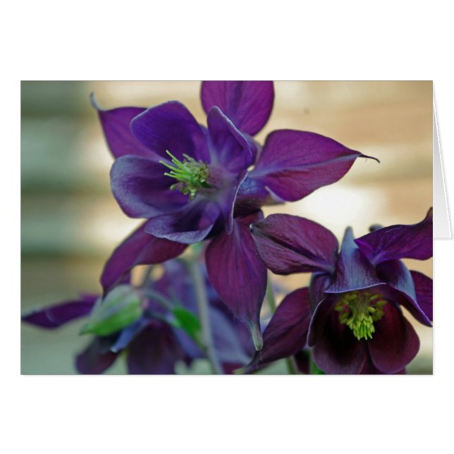 blomsterkort av aquilegia vulgaris hälsningskort (Framsidan Horizontal)