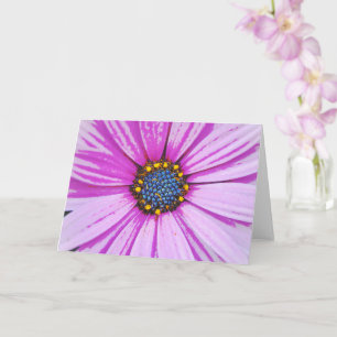 Blomsterkort för afrikansk Daisy Art Rosa Kort