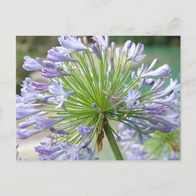 Blomsterkort Vykort (Framsida)