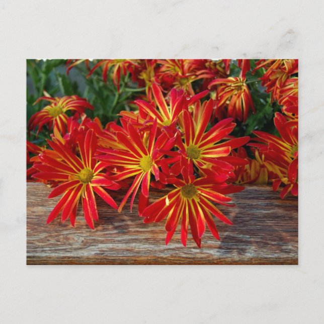 Blomsterkort Vykort (Framsida)