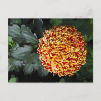Blomsterkort Vykort