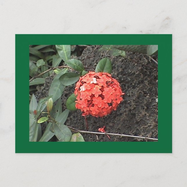 Blomsterkort Vykort (Framsida)