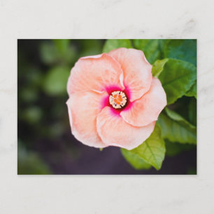 Blomsterkort Vykort