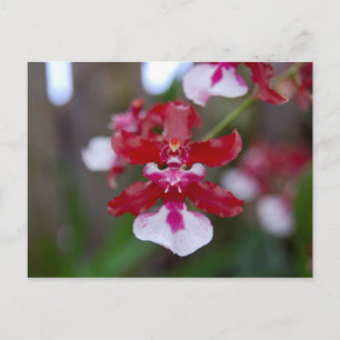 Blomsterkort Vykort