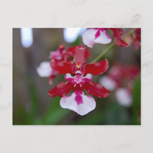 Blomsterkort Vykort (Framsida)