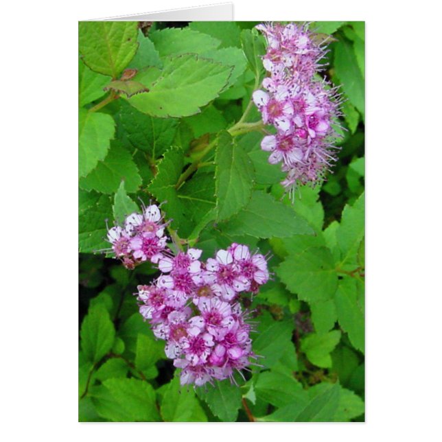 blomsterkraft hälsningskort (Framsidan)