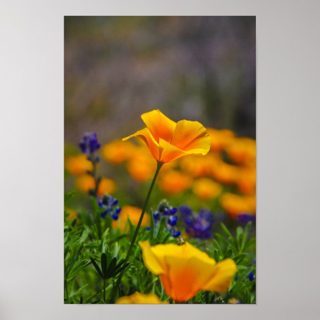 blomsterkraft poster (Framsidan)