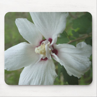 Blomsterplatta Musmatta