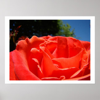 Blomsterröda rosor Blomsterträdgård Fina konsttryc Poster