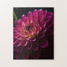 Blomsterserie: Dahlia