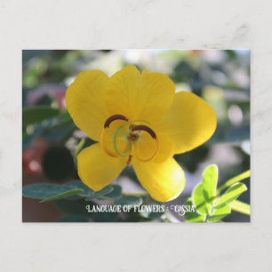 Blomsterspråk: Cassia Vykort