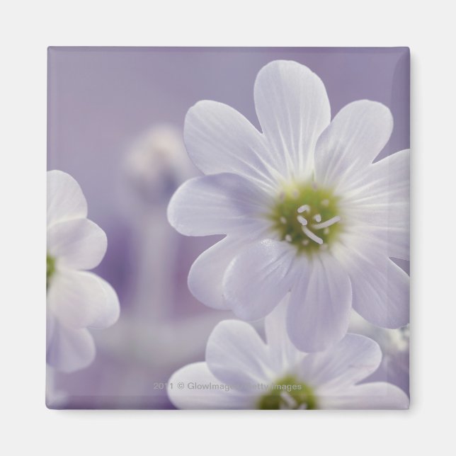 Blomstertäthet 2 magnet (Framsidan)
