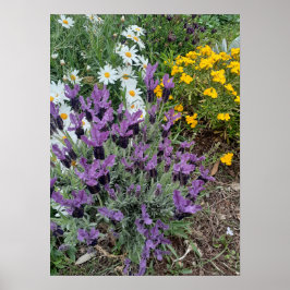 Blomsterträdgård för Lavender Daisys Lila Poster