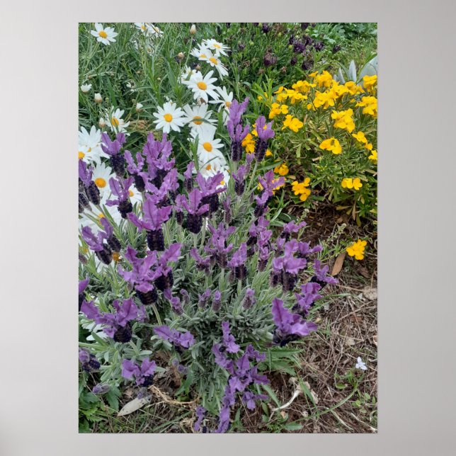 Blomsterträdgård för Lavender Daisys Lila Poster (Framsidan)